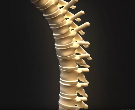 A flexing mid spine showing vertebrae and the discs between them