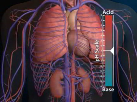 The cardiovascular system: lungs and kidneys regulate pH balance