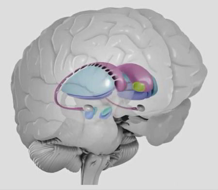 3D transparent model of a brain showing the basal ganglia