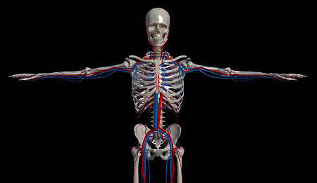 Human skeleton showing red arteries and blue veins