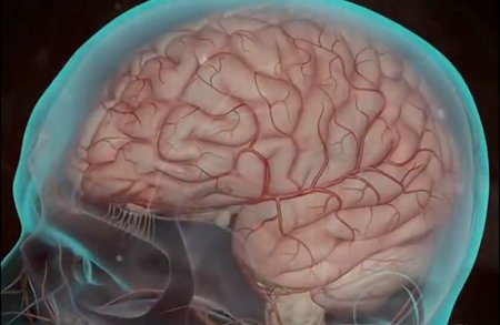 Brain visible through transparent skull with arteries at surface