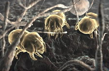 Close-up of dust mites on a rough surface covered in fibers