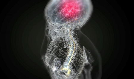 Transparent torso and head showing enteric nervous system, brain