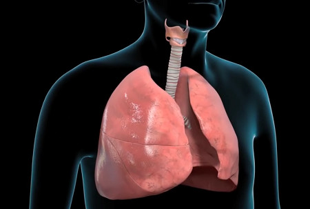 Transparent torso showing healthy lungs and windpipe