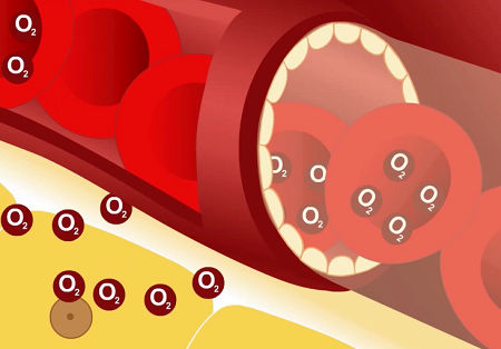 Red blood cells inside a vein, carrying and releasing oxygen