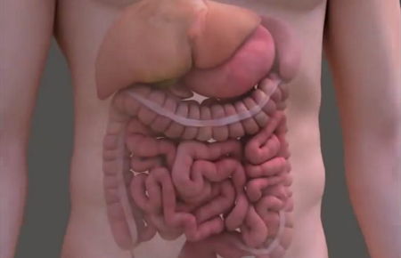Male torso showing liver, stomach, colon, small intestine inside
