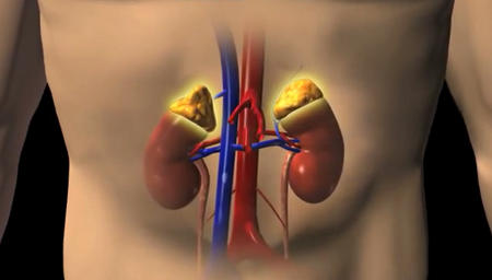 Male torso showing kidneys, adrenal glands and major arteries