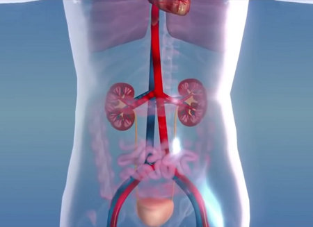 Transparent abdomen showing kidneys and urinary bladder