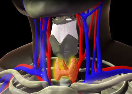 Thyroid gland at lower front of neck beneath larynx