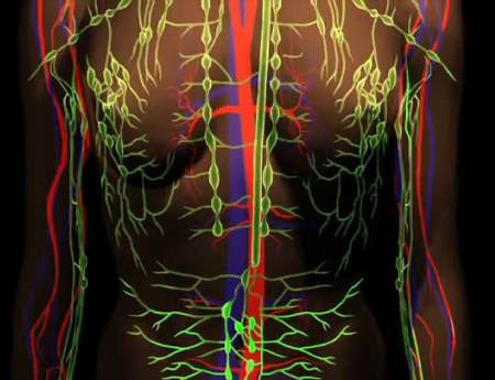 Lymphatic system and circulatory system in male torso