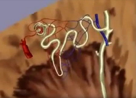 Close-up of a nephron showing its parts