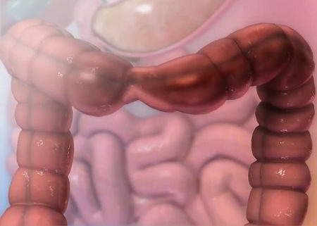 Large intestine section with middle squeezed during peristalsis